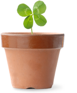 四つ葉のクローバー